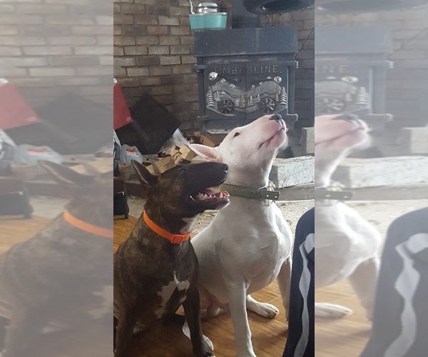 Medium Photo #1  Breeder Profile in SYR, NY, USA