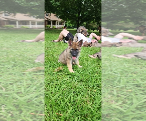 Medium Photo #32  Breeder Profile in HUMBOLDT, TN, USA