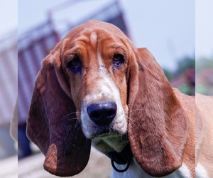 Basset Hound Dog Breeder near GREENLEAF, WI, USA