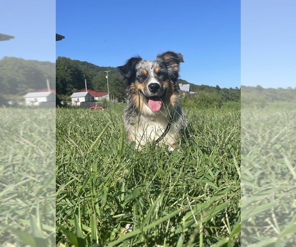 Medium Photo #1  Breeder Profile in DUFFIELD, VA, USA