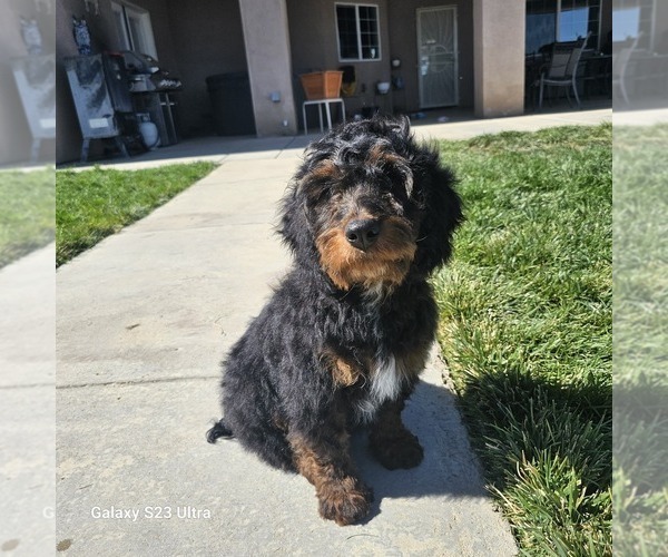 Medium Photo #1  Breeder Profile in PHELAN, CA, USA