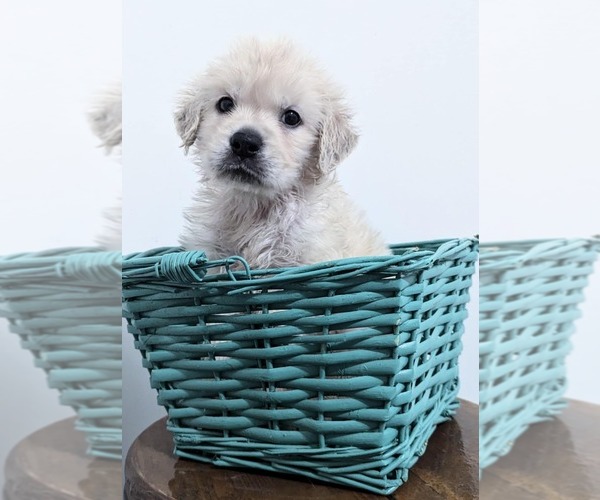 Medium Photo #5  Breeder Profile in FORT COLLINS, CO, USA