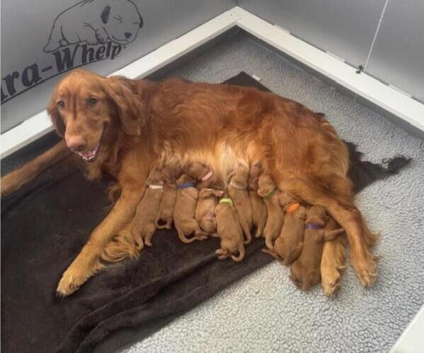Medium Photo #2  Breeder Profile in AUMSVILLE, OR, USA