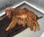 Small #1 Breeder Profile image