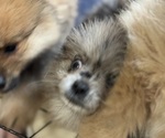 Small #7 Breeder Profile image