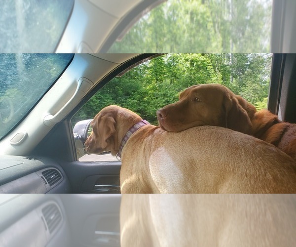 Medium Photo #12  Breeder Profile in BUFFALO, NY, USA