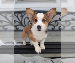 Pembroke Welsh Corgi Dog Breeder in NEW CASTLE,  USA
