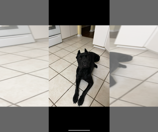 Medium Photo #1  Breeder Profile in VALRICO, FL, USA