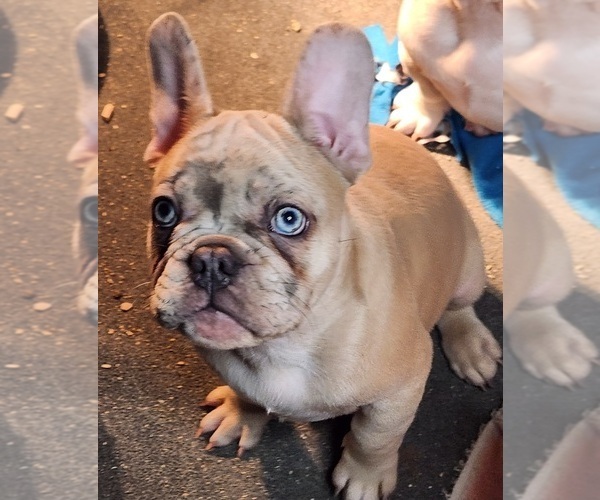 Medium Photo #25  Breeder Profile in BAKER CITY, OR, USA