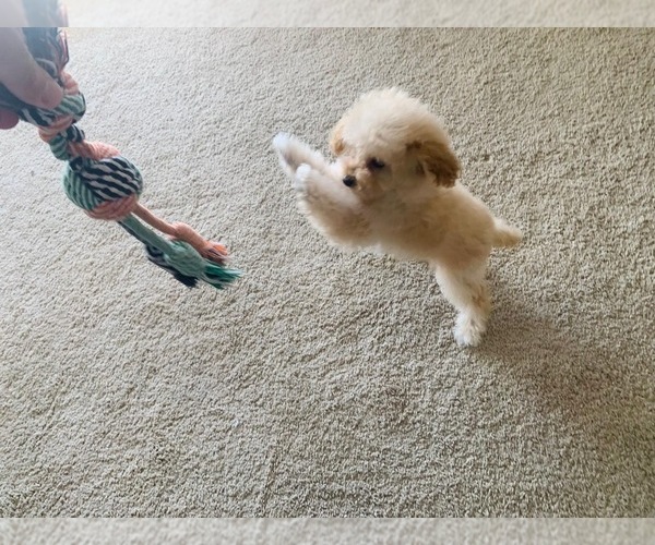 Medium Photo #7  Breeder Profile in VICTORVILLE, CA, USA