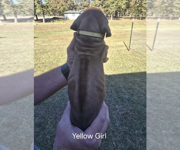 Medium Photo #47  Breeder Profile in ALBA, TX, USA