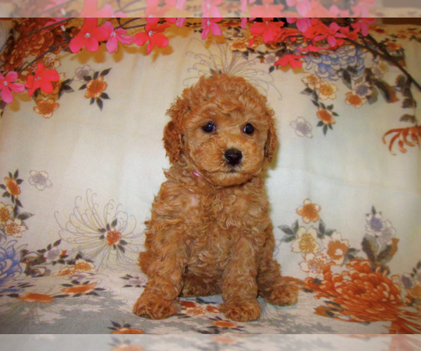 Medium Photo #1  Breeder Profile in SPRING HILL, FL, USA