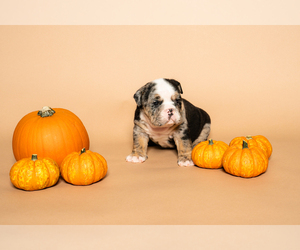 English Bulldog Dog Breeder near HOUSTON, TX, US