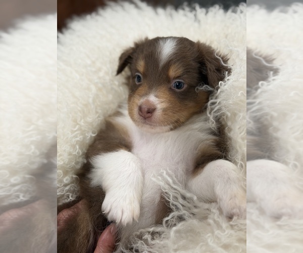 Medium Photo #13  Breeder Profile in NEW BRAUNFELS, TX, USA