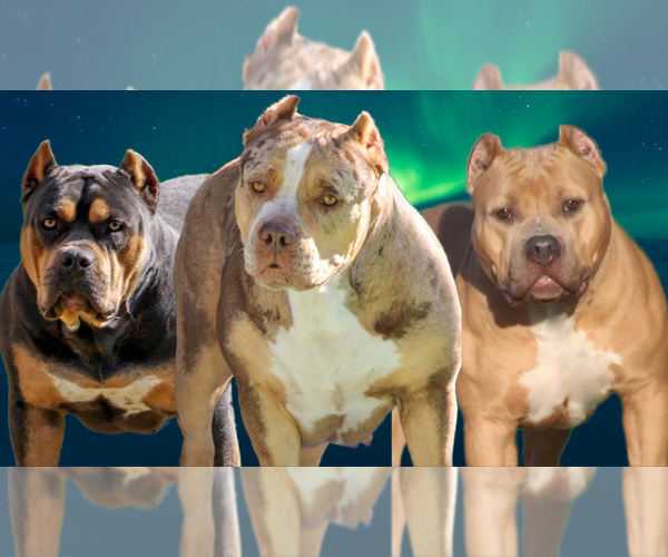 Medium Photo #3  Breeder Profile in JOHNS ISLAND, SC, USA