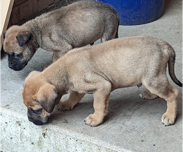 Medium Photo #1  Breeder Profile in WALNUT GROVE, MO, USA