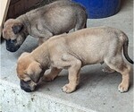 Small breeder photo