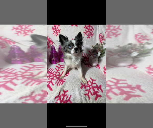 Medium Photo #14  Breeder Profile in SHERMAN, TX, USA