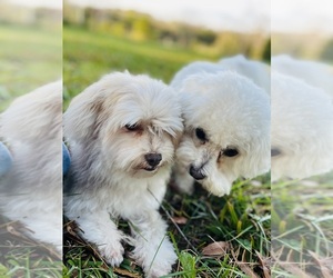 Havachon Dog Breeder near CONCORD, NC, USA