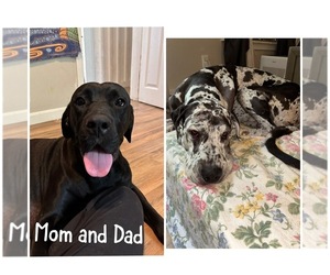 Cane Corso-Great Dane Mix Dog Breeder near BROOKFIELD, MA, USA