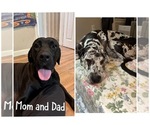 Small breeder photo