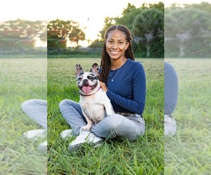 French Bulldog Dog Breeder near PORT SAINT LUCIE, FL, USA