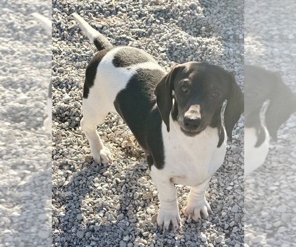 Medium Photo #33  Breeder Profile in CASSVILLE, MO, USA