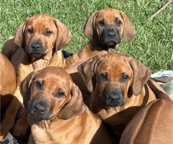 Medium Photo #1  Breeder Profile in BONSALL, CA, USA