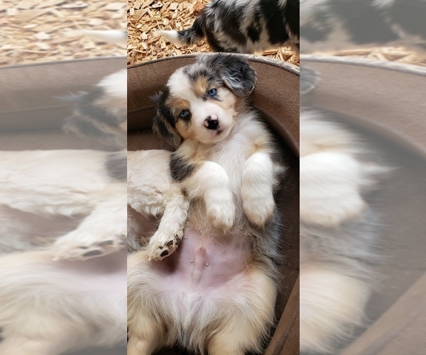 Medium Photo #6  Breeder Profile in LEBANON, OR, USA