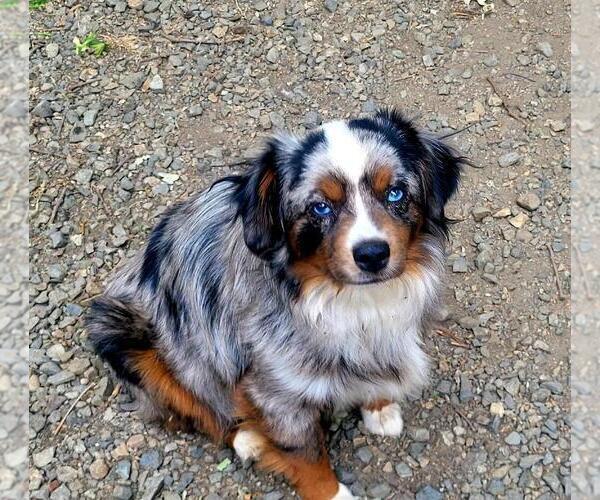 Medium Photo #8  Breeder Profile in GOLD HILL, OR, USA