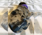 Small Photo #14  Breeder Profile in FRIENDSWOOD, TX, USA