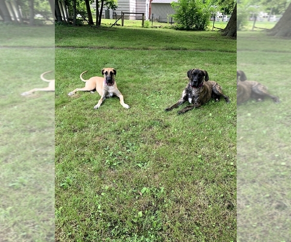 Medium Photo #1  Breeder Profile in NORTH HAVEN, CT, USA