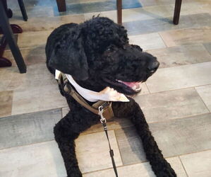 Poodle (Standard) Dog Breeder near UNION GROVE, WI, USA