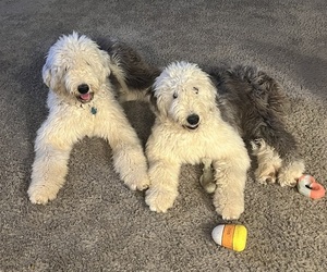 Old English Sheepdog Dog Breeder in SQUIRES,  USA