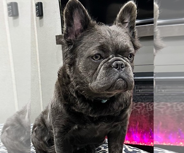 Medium Photo #5  Breeder Profile in HICKORY, NC, USA