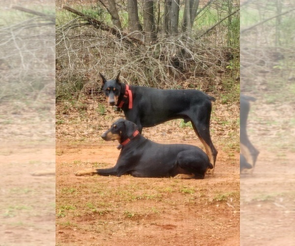Medium Photo #1  Breeder Profile in MOUNT AIRY, GA, USA