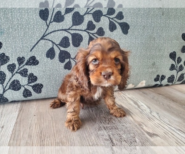 Medium Photo #4  Breeder Profile in MESA, AZ, USA