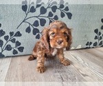 Small #3 Breeder Profile image