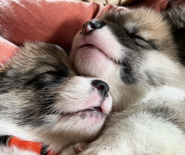 Medium Photo #6  Breeder Profile in WEATHERFORD, TX, USA