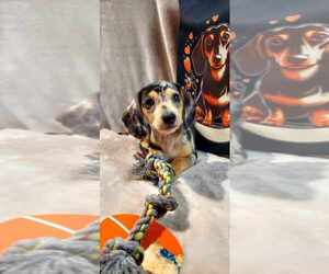 Dachshund Dog Breeder near CAMDEN, TN, USA
