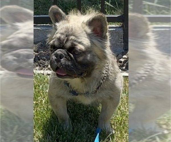 Medium Photo #1  Breeder Profile in FREMONT, CA, USA