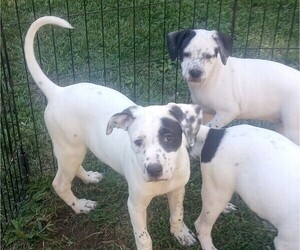 Australian Cattle Dog-Labrador Retriever Mix Dog Breeder near ELKTON, VA, USA