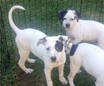 Small breeder photo