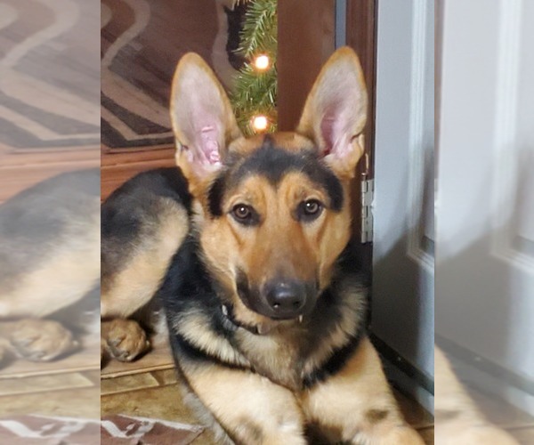 Medium Photo #1  Breeder Profile in FREEDOM, NY, USA