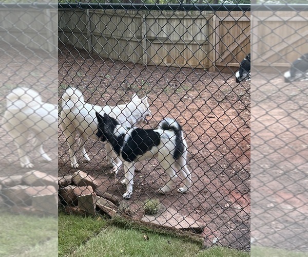 Medium Photo #42  Breeder Profile in MCDONOUGH, GA, USA