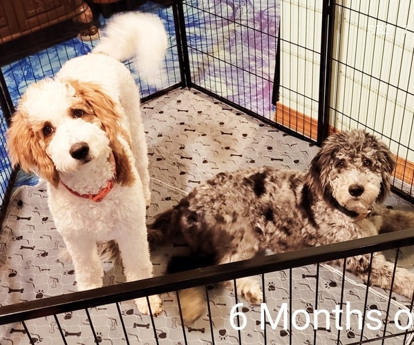 Medium Photo #9  Breeder Profile in PASCO, WA, USA