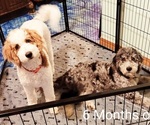 Small #8 Breeder Profile image
