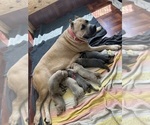 Small #4 Breeder Profile image