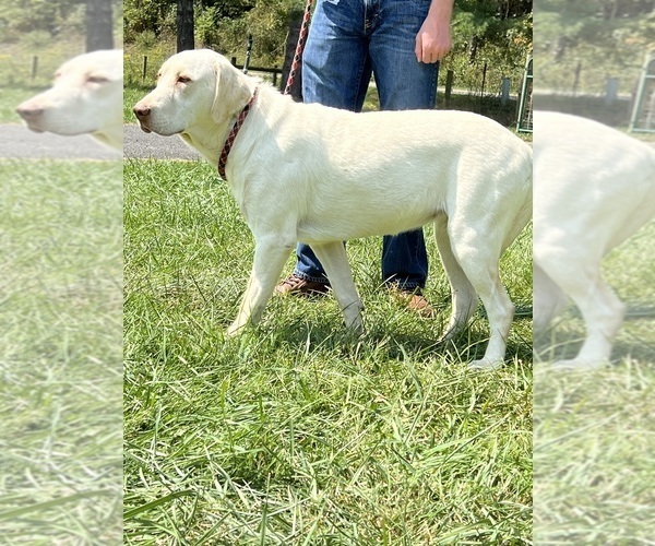 Medium Photo #11  Breeder Profile in NEOLA, WV, USA