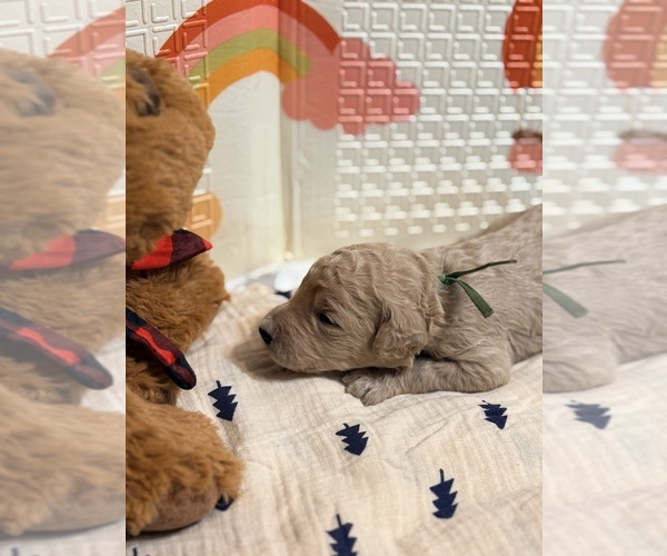 Medium Photo #8  Breeder Profile in EL CAJON, CA, USA